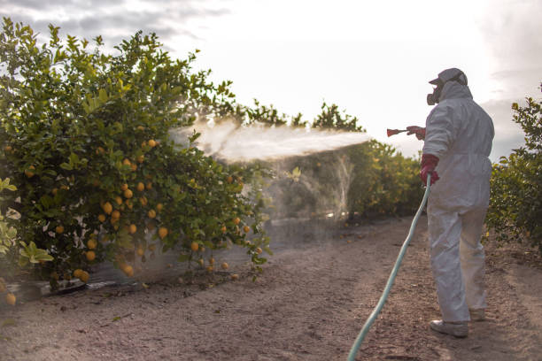 Reliable Blackfoot, ID Pest Control Solutions