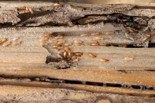Best Exterminator Services  in Blackfoot, ID