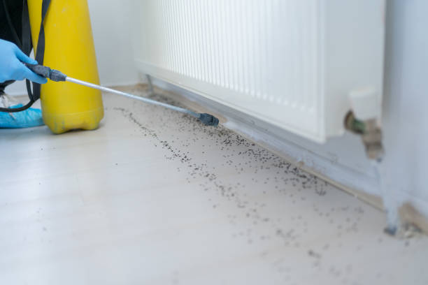 Best Rat Extermination Near Me  in Blackfoot, ID